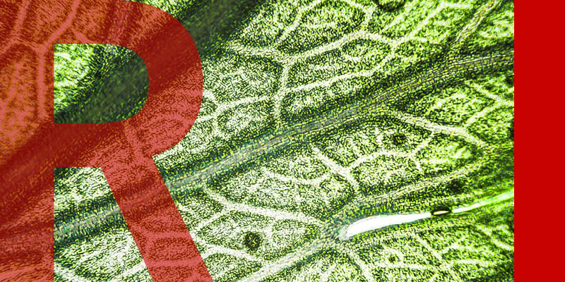 Organic structure under a microscope