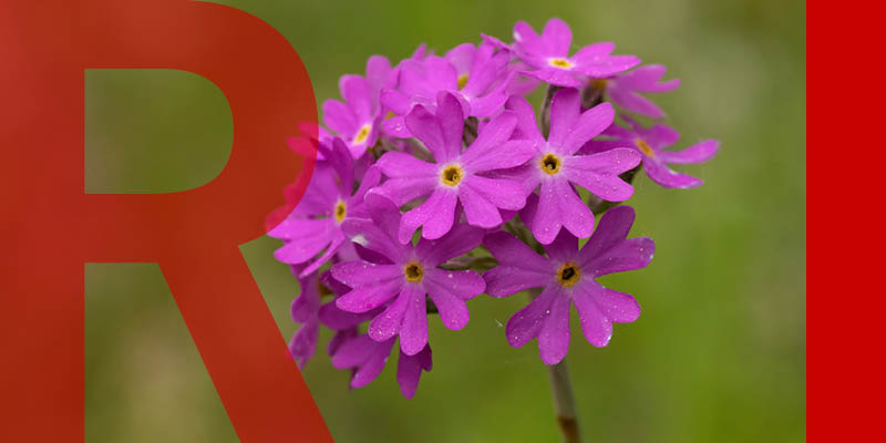 A pink-purple bird's-eye primrose