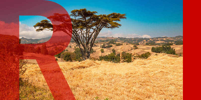 An acacia tree in between hilly fields of crops