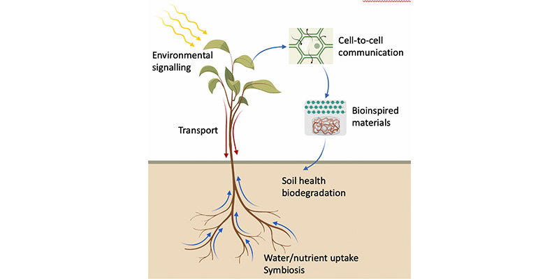 Plasmodesmata Illustration