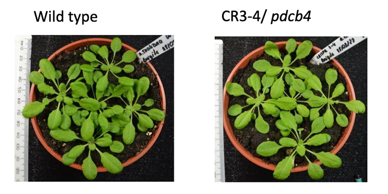 2 Tomato plants showing different results