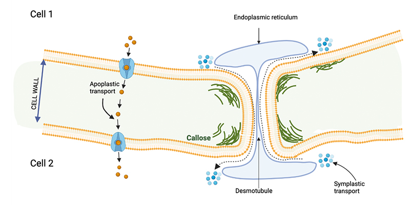 A diagram of a cell membrane