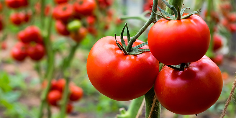 Tomato Plant