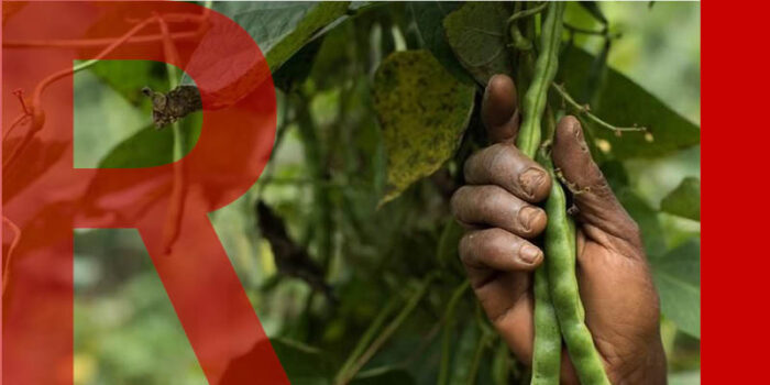 A hand grasping a pod of legumes from between the plant's leaves