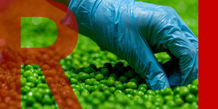 A hand wearing a blue latex glove picking out garden peas from a production line