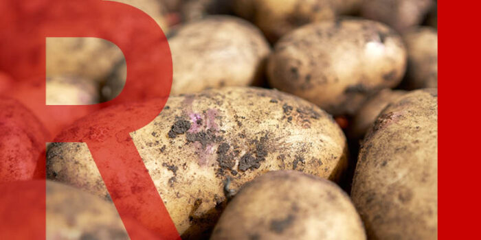 A close up of potatoes with mud on them