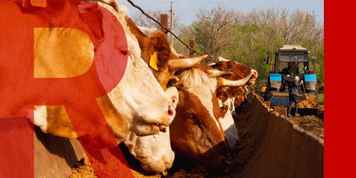 A line of cows eating from a trough, a blue tractor in the background